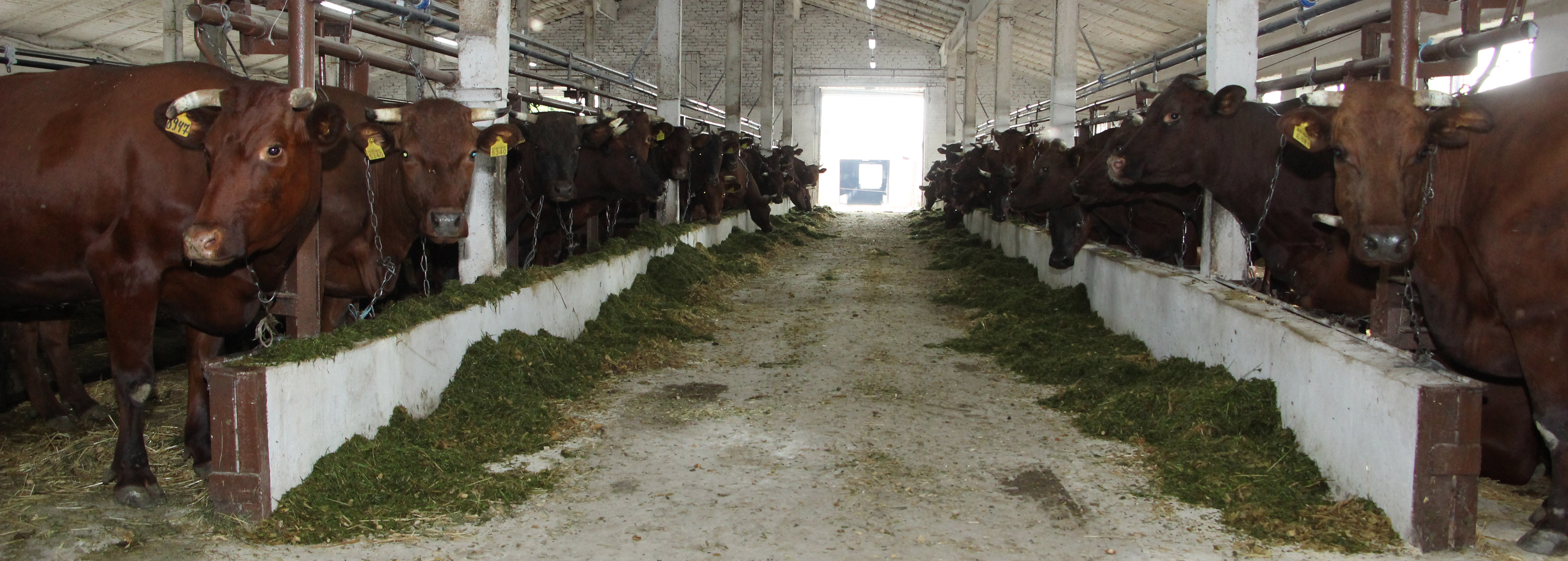 корова коровы животноводство сельское хозяйство ферма панорама