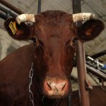 корова коровы животноводство сельское хозяйство ферма