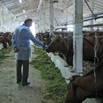 корова коровы животноводство сельское хозяйство ферма