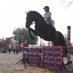 конный спорт конкур татерсаль конь лошадь